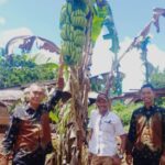 Amrullah Rasyid, Meningkatkan Produktifitas Pertanian di Bidang Perkebunan Desa Kawata IMG-20240418-WA0060