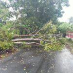 Cuaca Extreme yang Melanda Kab. Selayar Picu Tumbangnya Tiang Lampu Jalan dan Pepohonan IMG-20240703-WA0007