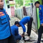 Masuk ke Rumah Warga Damkarmat Selayar Sigap Amankan Bengkarung IMG-20240724-WA0001