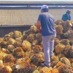 PKS Luwu Tegaskan Penerimaan TBS Pihak Ketiga Berjalan Transparan dan Sesuai Prosedur IMG-20260521-WA0011